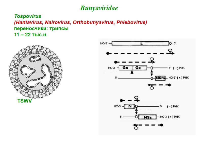 Bunyaviridae Tospovirus   (Hantavirus, Nairovirus, Orthobunyavirus, Phlebovirus) переносчики: трипсы 11 – 22 тыс.н.